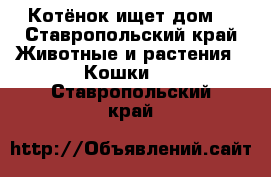 Котёнок ищет дом! - Ставропольский край Животные и растения » Кошки   . Ставропольский край